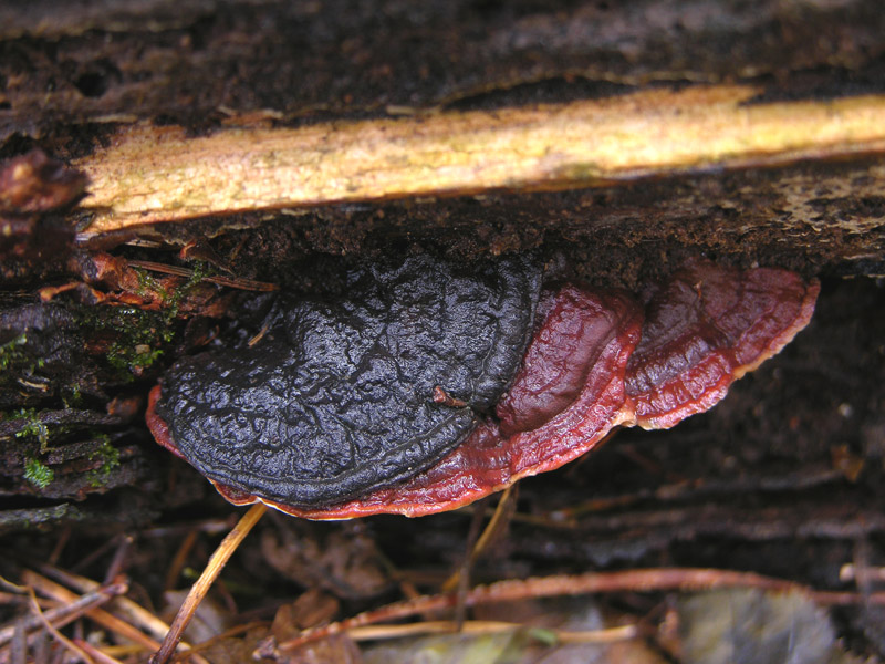 In bosco di Quercus cerris(2). - (Ischnoderma benzoinum)